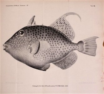 n78_w1150