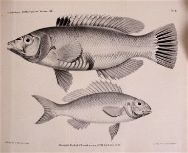 n252_w1150