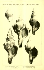 n517_w1150