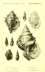 n417_w1150