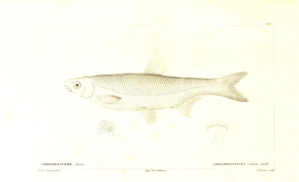 n36_w1150