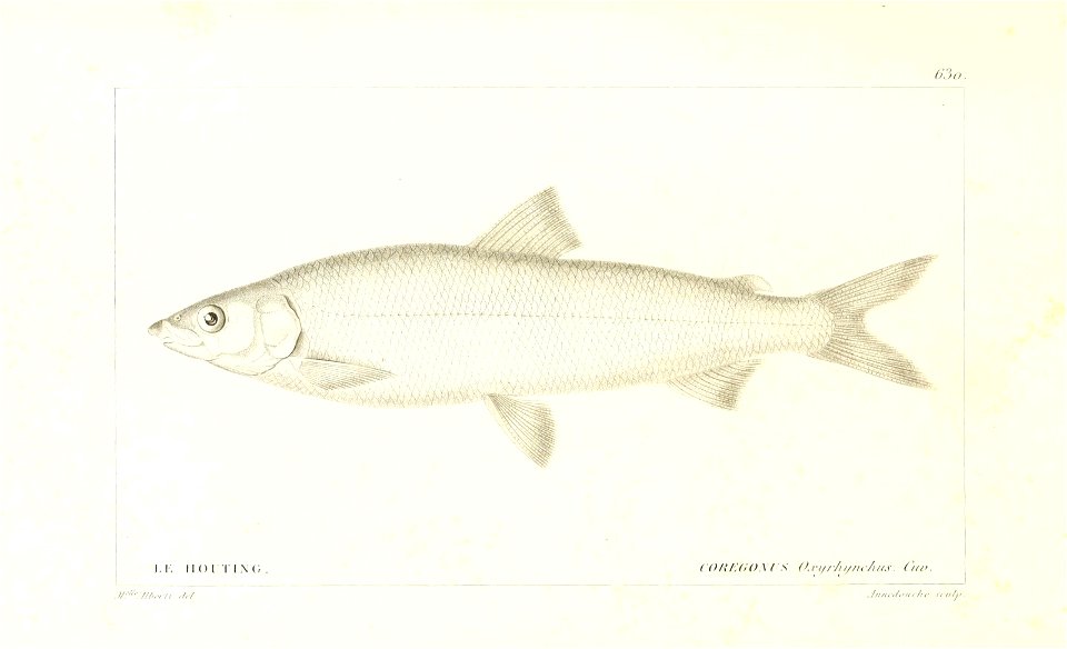 n266_w1150