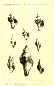 n515_w1150