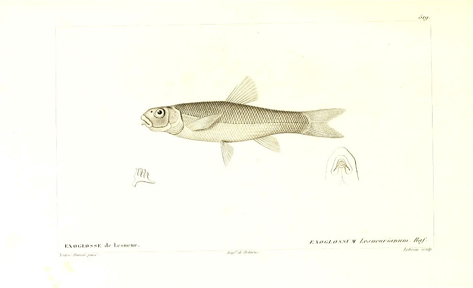 n50_w1150