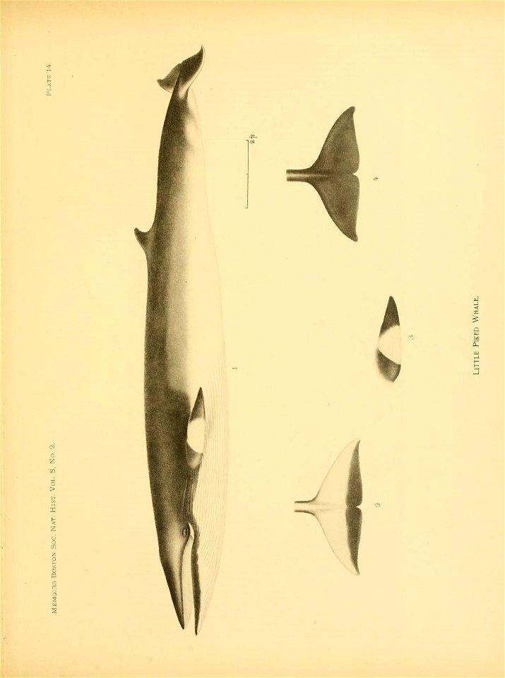 n190_w1150