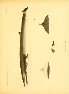 n190_w1150