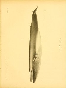 n92_w1150