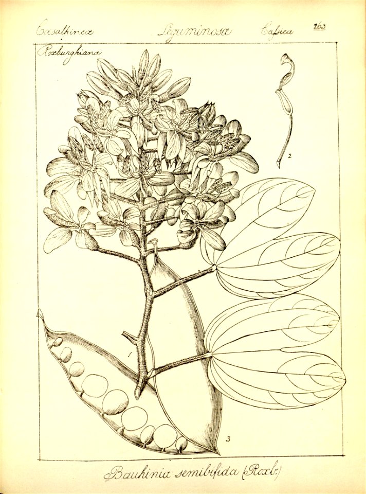 n295_w1150