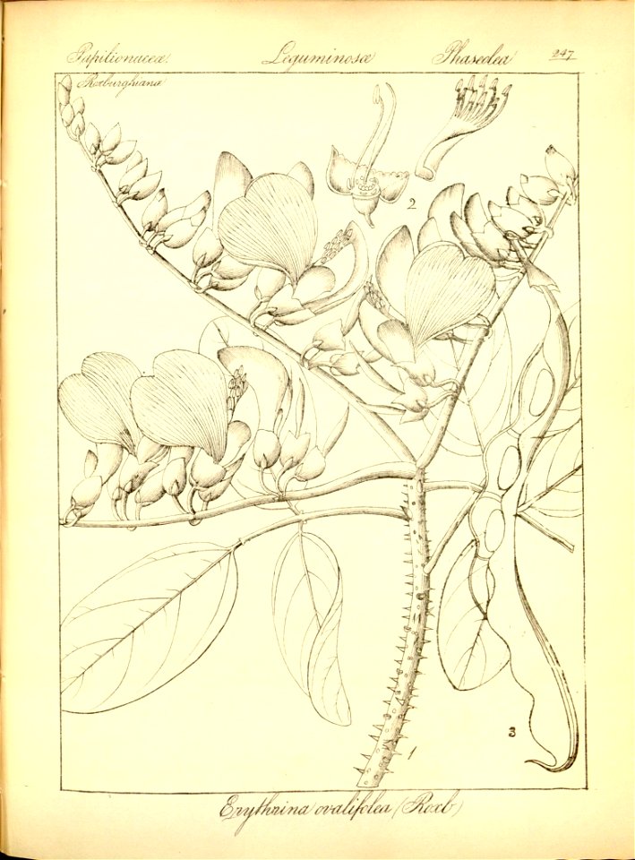 n279_w1150