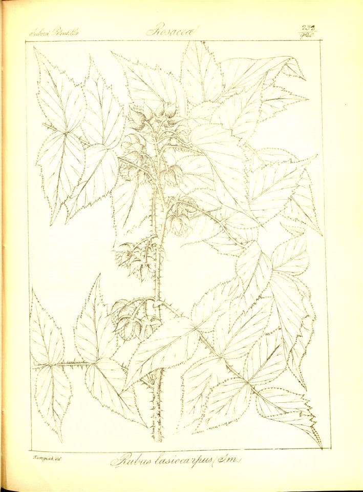 n264_w1150