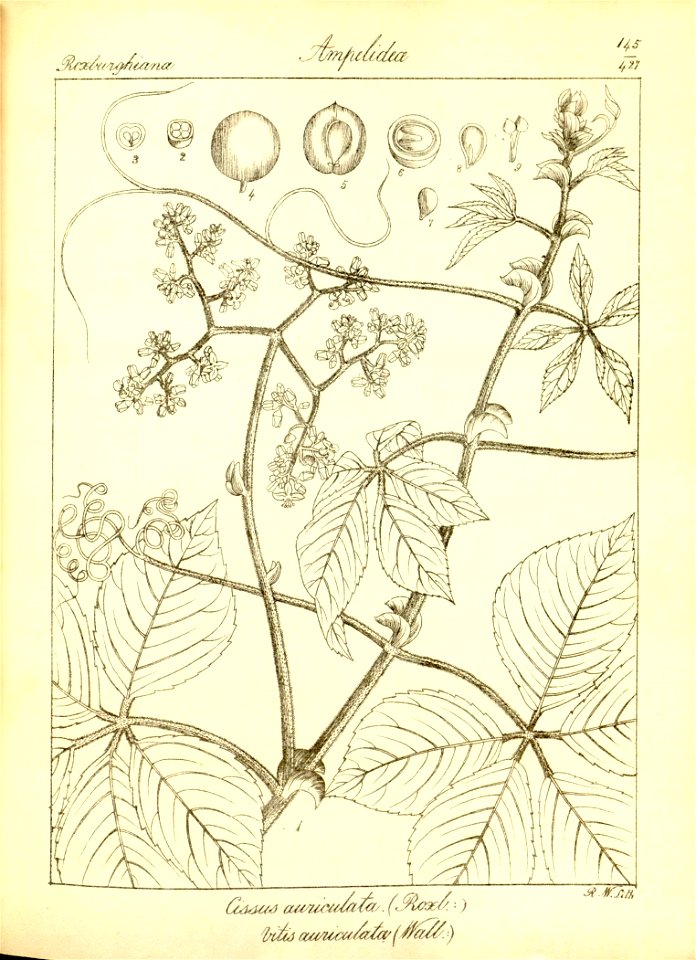 n177_w1150