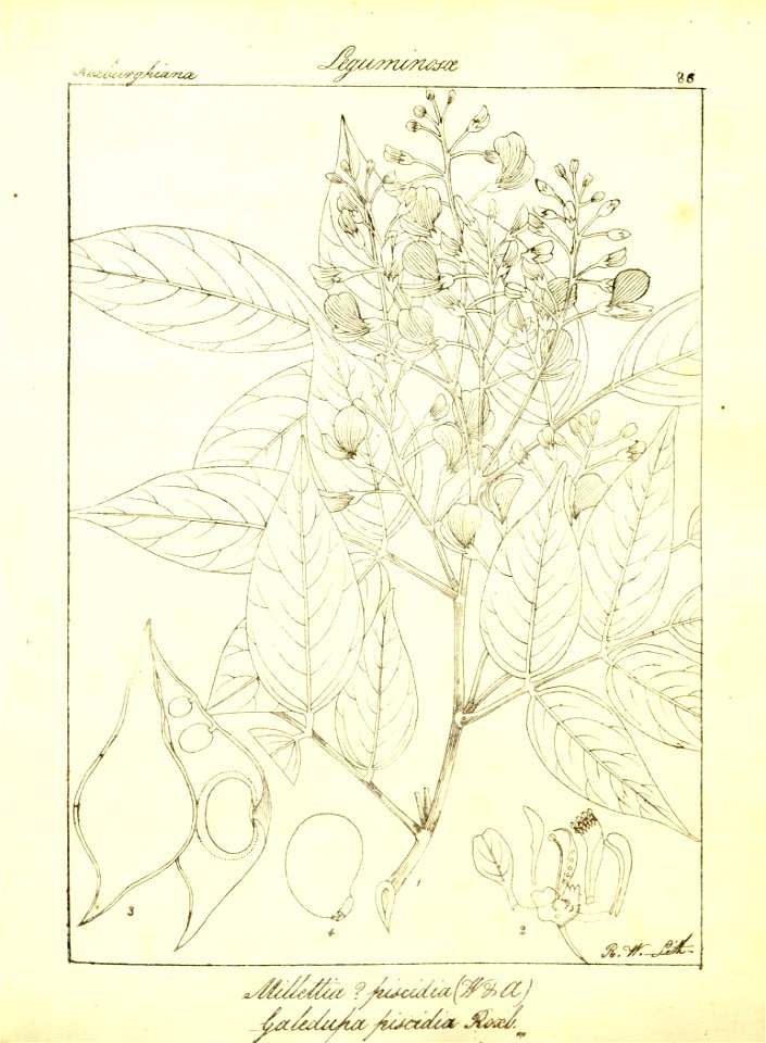 n117_w1150