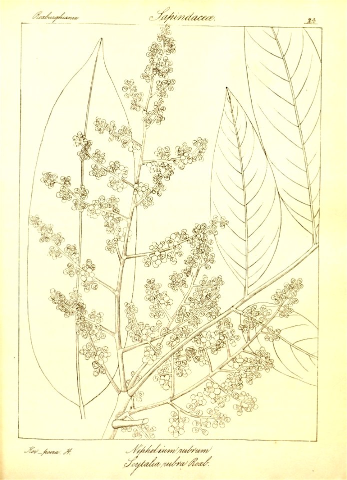 n55_w1150