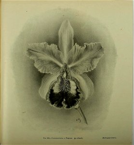 n934_w1150