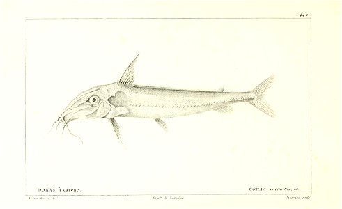 n212_w1150