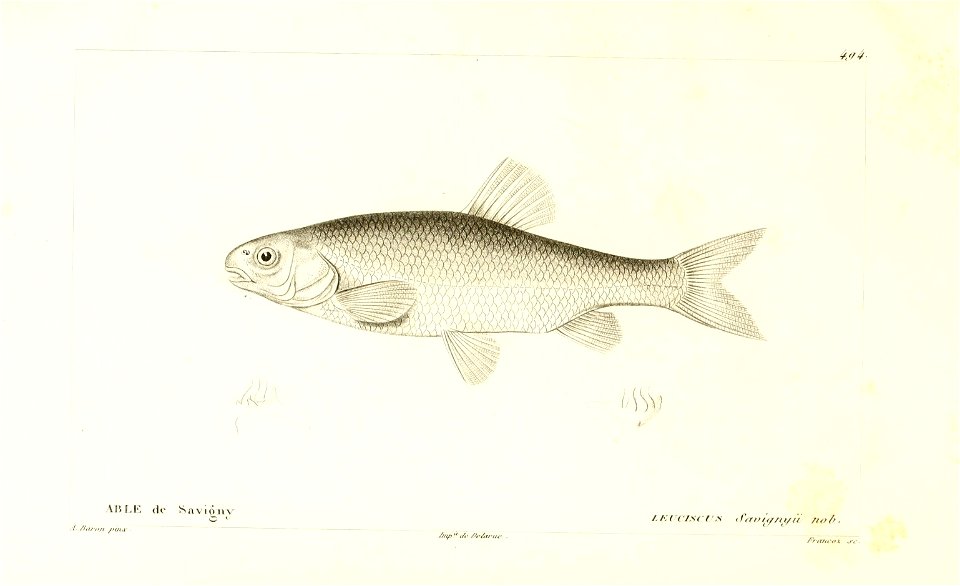 n316_w1150