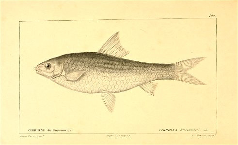 n286_w1150