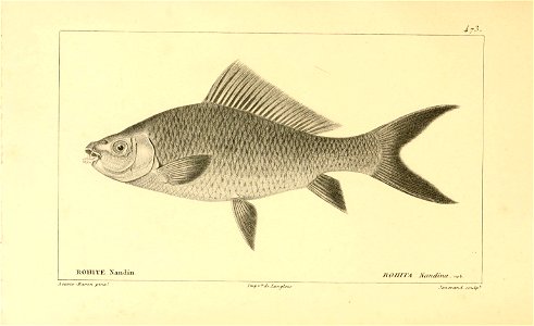 n272_w1150