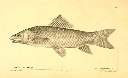n298_w1150