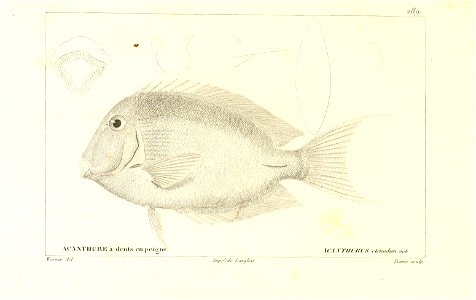 n260_w1150