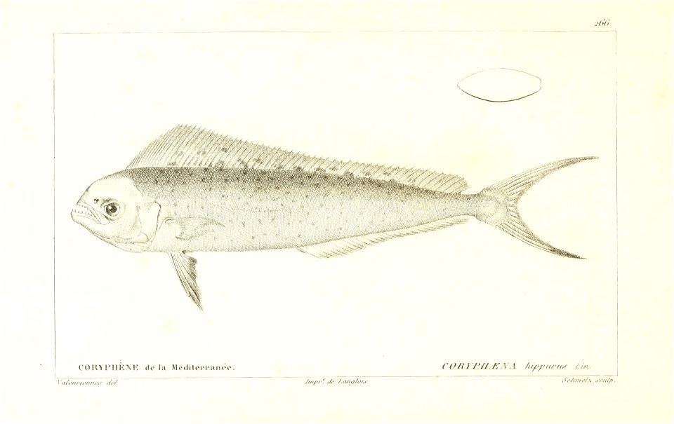 n216_w1150