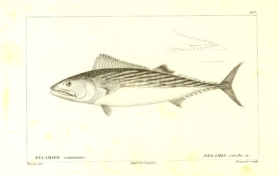 n126_w1150