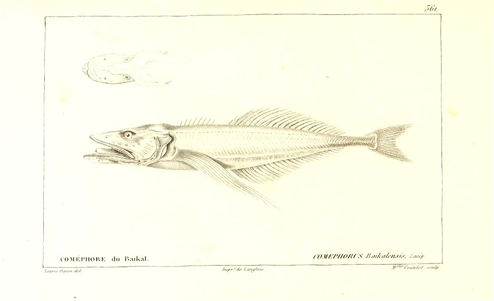 n56_w1150