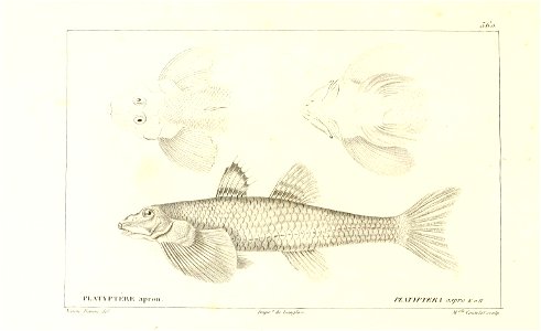 n54_w1150