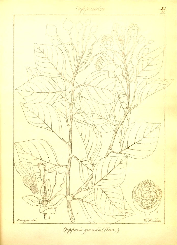 n52_w1150