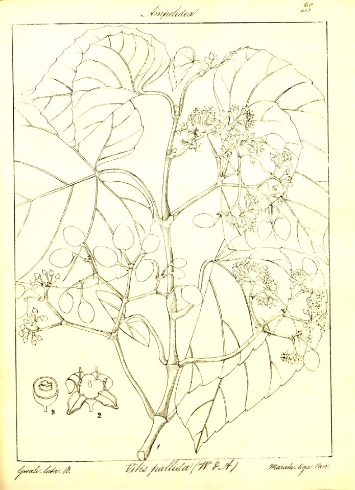 n81_w1150