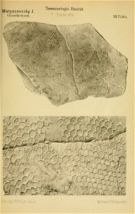n652_w1150