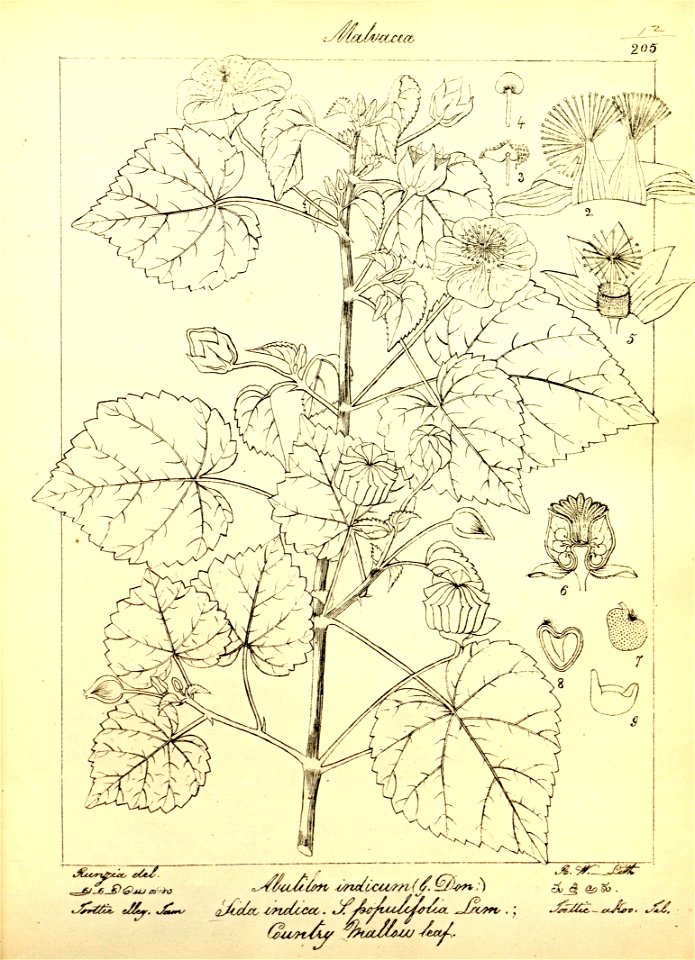 n43_w1150