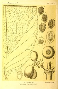 n305_w1150