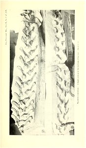 n516_w1150
