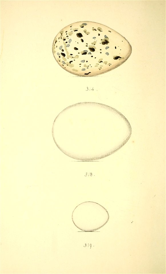 n335_w1150