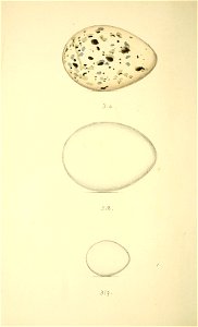 n335_w1150