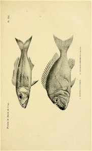 n546_w1150