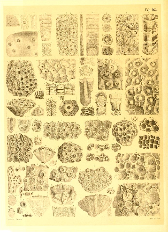 n31_w1150