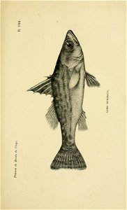 n494_w1150