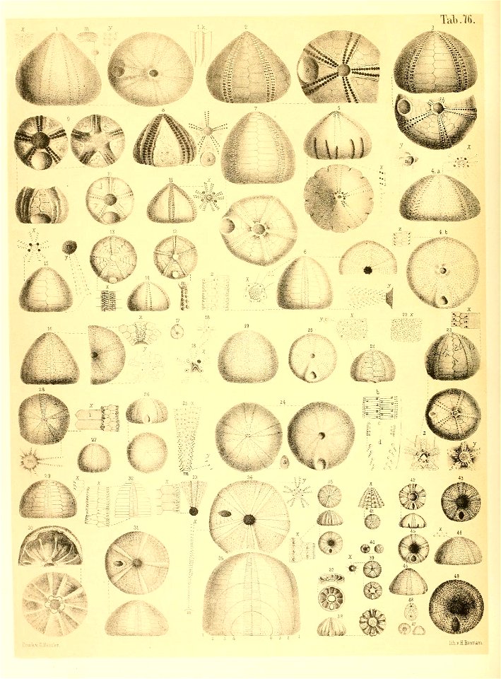 n53_w1150