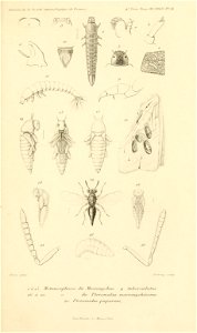 n856_w1150