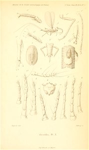 n856_w1150