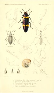 n808_w1150