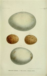 n594_w1150