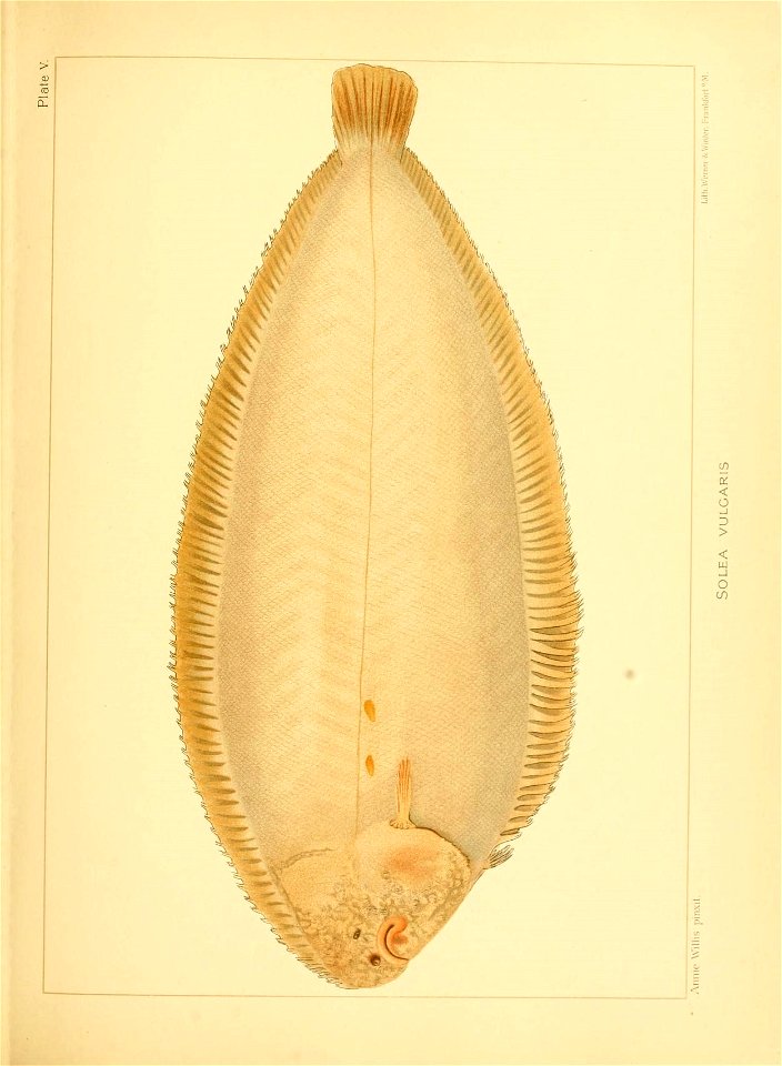 n180_w1150