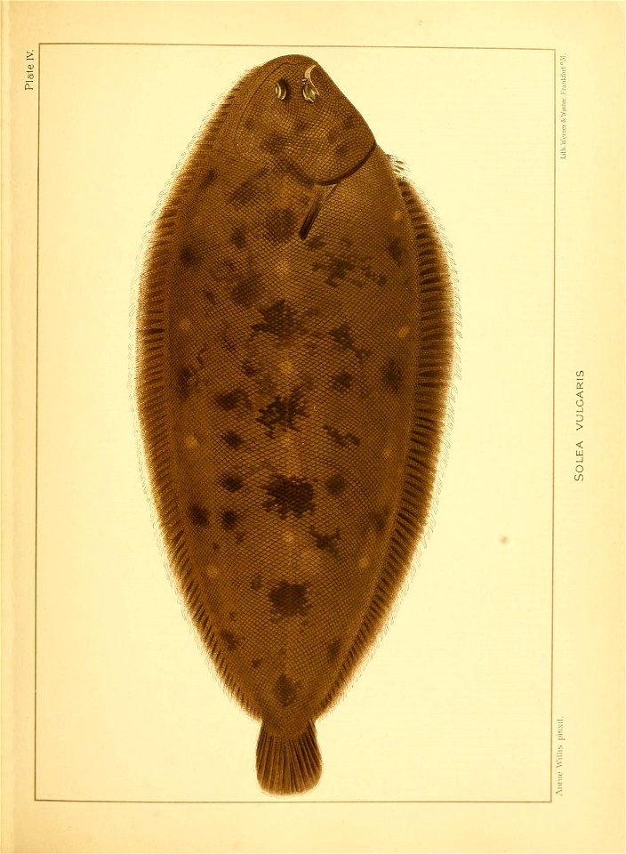 n176_w1150