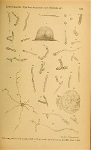 n558_w1150