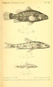 n1332_w1150