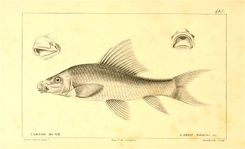 n296_w1150