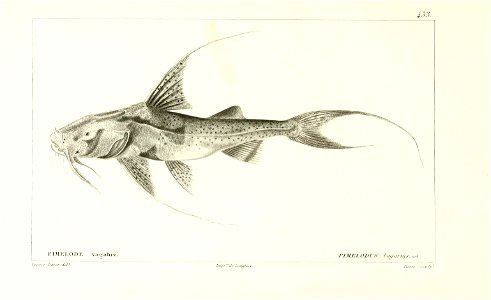 n196_w1150